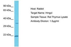 Image no. 1 for anti-3-Hydroxymethyl-3-Methylglutaryl-CoA Lyase (HMGCL) (AA 251-300) antibody (ABIN6750358) (HMGCL anticorps  (AA 251-300))