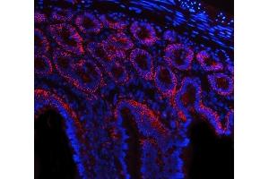 IF analysis of Tspan-8/Tspan8 using anti-Tspan-8/Tspan8 antibody (ABIN7599681).