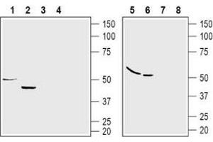 Western blot analysis of rat lung (lanes 1 and 3), rat tongue (lanes 2 and 4), human U-87 astrocytoma cells (lanes 5 and 7) and mouse MS1 endothelial cells (lanes 6 and 8) lysates: - 1,2,5,6.