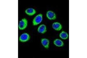 Confocal immunofluorescent analysis of GCLC / GLCLC Antibody (N-term) Cat.