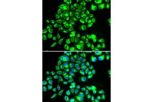 Immunofluorescence (IF) image for anti-Apoptosis-Inducing Factor, Mitochondrion-Associated, 1 (AIFM1) (AA 334-613) antibody (ABIN3023385)