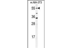 Western blot analysis of CYP26A1 Antibody in mouse NIH-3T3 cell lysates (35ug/lane) (CYP26A1 anticorps  (C-Term))