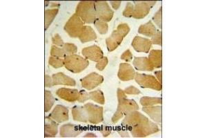 SPHK1 Antibody (C-term ) (ABIN652302 and ABIN2837969) IHC analysis in formalin fixed and paraffin embedded skeletal muscle followed by peroxidase conjugation of the secondary antibody and DAB staining.