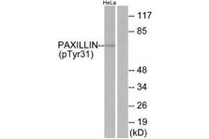 Western blot analysis of extracts from HeLa cells treated with TNF 200ng/ml 2', using Paxillin (Phospho-Tyr31) Antibody. (Paxillin anticorps  (pTyr31))