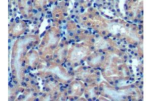 DAB staining on IHC-P; Samples: Mouse Kidney Tissue (OPA3 anticorps  (AA 11-179))