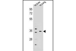 KCNRG Antibody (C-term) (ABIN655796 and ABIN2850485) western blot analysis in mouse liver,lung tissue lysates (35 μg/lane). (KCNRG anticorps  (C-Term))