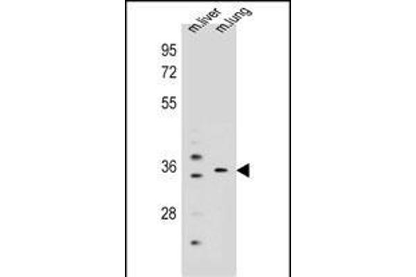KCNRG anticorps  (C-Term)