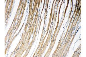IHC analysis of Connexin 45/GJA7 using anti- Connexin 45/GJA7 antibody .