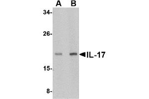 Western Blotting (WB) image for anti-Interleukin 17 (IL17) (N-Term) antibody (ABIN1031409) (IL-17 anticorps  (N-Term))