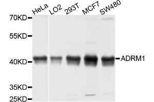 Western blot analysis of extracts of various cells, using ADRM1 antibody. (ADRM1 anticorps)