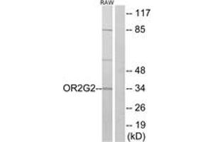 Western Blotting (WB) image for anti-Olfactory Receptor, Family 2, Subfamily G, Member 2 (OR2G2) (AA 241-290) antibody (ABIN2890981) (OR2G2 anticorps  (AA 241-290))