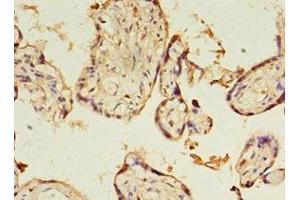 Immunohistochemistry of paraffin-embedded human placenta tissue using ABIN7166735 at dilution of 1:100