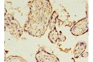Immunohistochemistry of paraffin-embedded human placenta tissue using ABIN7166735 at dilution of 1:100 (KIAA1191 anticorps  (AA 32-305))