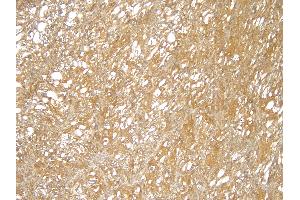 (ABIN184949) (4 μg/mL) staining of paraffin embedded Human Kidney.