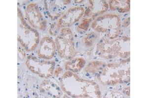IHC-P analysis of Kidney tissue, with DAB staining. (ILK anticorps  (AA 183-452))