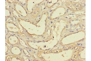 Immunohistochemistry of paraffin-embedded human kidney tissue using ABIN7158679 at dilution of 1:100