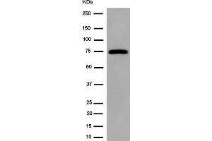 Western blot analysis of G3BP-1 expression in 293 whole cell lysates