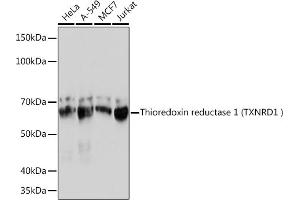 Western blot analysis of extracts of various cell lines, using Thioredoxin reductase 1 (Thioredoxin reductase 1 (TXNRD1 ) ) Rabbit mAb (ABIN7270805) at 1:1000 dilution.