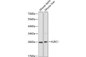 Western blot analysis of extracts of various cell lines, using KLRC1 antibody (ABIN3021798, ABIN3021799, ABIN3021800 and ABIN6215936) at 1:1000 dilution. (KLRC1 anticorps  (AA 96-215))
