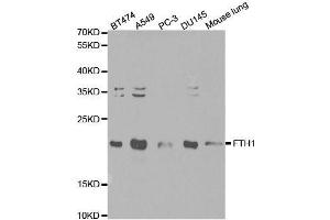 Western blot analysis of extracts of various cell lines, using FTH1 antibody. (FTH1 anticorps  (AA 1-183))
