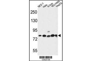 Western blot analysis in MCF-7,Hela,NCI-H460,HepG2 cell line and mouse liver tissue lysates (35ug/lane). (Gephyrin anticorps  (AA 437-466))