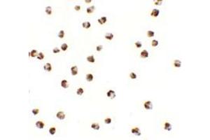 Immunohistochemistry (IHC) image for anti-Yippee-Like 3 (YPEL3) (N-Term) antibody (ABIN1031666) (YPEL3 anticorps  (N-Term))