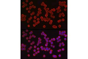 anti-Epithelial Cell Adhesion Molecule (EPCAM) (AA 40-260) antibody