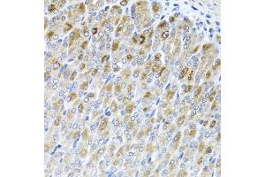 Immunohistochemistry of paraffin-embedded mouse stomach using MTX2 antibody. (MTX2 anticorps)