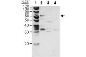 Western blot analysis of PINK1 in, Lane1 : control, Lane2 : ES cell (mouse) Mitochondria (20 ug), Lane3 : ES cell (mouse) cytosol (20 ug), Lane4 : ES cell (mouse) nuclear (20 ug) as negative control with PINK1 polyclonal antibody . (PINK1 anticorps  (AA 1-50))