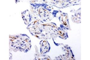 IHC-F testing of human placenta tissue