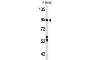 Western blot analysis of C7 Antibody (Center) in Ramos cell line lysates (35µg/lane). (C7 anticorps  (Middle Region))