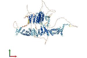 AlphaFold protein structure predicition of Human Recombinant SYMPK Protein, UniprotID Q92797