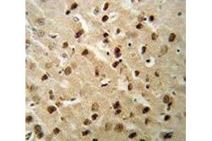 Beclin1 antibody IHC analysis in formalin fixed and paraffin embedded mouse brain tissue.
