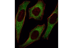Fluorescent image of Hela cell stained with IRS2 Antibody .