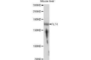 Western blot analysis of extracts of mouse liver, using FLT4 antibody (ABIN5973266) at 1/1000 dilution. (FLT4 anticorps)