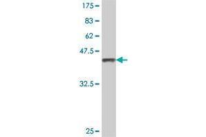 Western Blot detection against Immunogen (38.