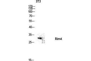 Western Blot (WB) analysis of 3T3 lysis using Rim4 antibody. (RIMS4 anticorps  (Internal Region))