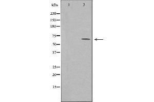 Western blot analysis of extracts from COLO cells, using MEGF9 antibody.