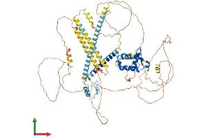 AlphaFold protein structure predicition of Mouse Recombinant Foxp1 Protein, UniprotID P58462