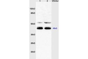 Mouse heart lysates probed with Anti C3orf21/XXYLT1 Polyclonal Antibody, Unconjugated (ABIN1385794) at 1:200 in 4 °C.