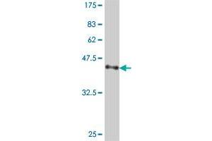Western Blot detection against Immunogen (38.