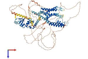 AlphaFold protein structure predicition of Mouse Recombinant Kcnb2 Protein, UniprotID A6H8H5