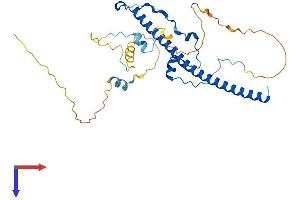AlphaFold protein structure predicition of Mouse Recombinant Tef Protein, UniprotID Q9JLC6