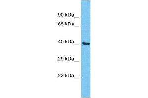 Western Blotting (WB) image for anti-Olfactory Receptor, Family 4, Subfamily F, Member 21 (OR4F21) (C-Term) antibody (ABIN2447794) (OR4F21 anticorps  (C-Term))