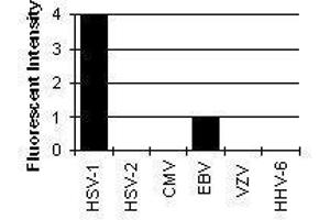 Cross Reactivity Results determined by IFA (HSV1 ICP0 anticorps)