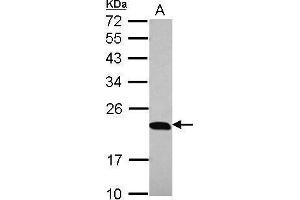 WB Image Sample (30 ug of whole cell lysate) A: 293T 12% SDS PAGE antibody diluted at 1:10000 (PTGES3 anticorps)