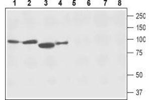Western blot analysis of rat brain membranes (lanes 1 and 5), mouse brain membranes (lanes 2 and 6), rat skeletal muscle lysate (lanes 3 and 7) and human SH-SY5Y neuroblastoma cell lysate (lanes 4 and 8): - 1-4. (SLC8A2 anticorps  (3rd Intracellular Loop))