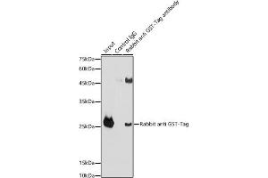 Immunoprecipitation analysis of 300 μg extracts of GST-protein cells using 3 μg Rabbit anti GST-Tag antibody (ABIN3020561 and ABIN3020562). (GST anticorps)