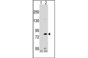 Image no. 1 for anti-MYST Histone Acetyltransferase 2 (MYST2) (Middle Region) antibody (ABIN356665) (MYST2 anticorps  (Middle Region))