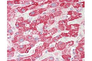 Anti-SCHAD / HADHSC antibody IHC staining of human liver. (HADH anticorps  (AA 234-245))